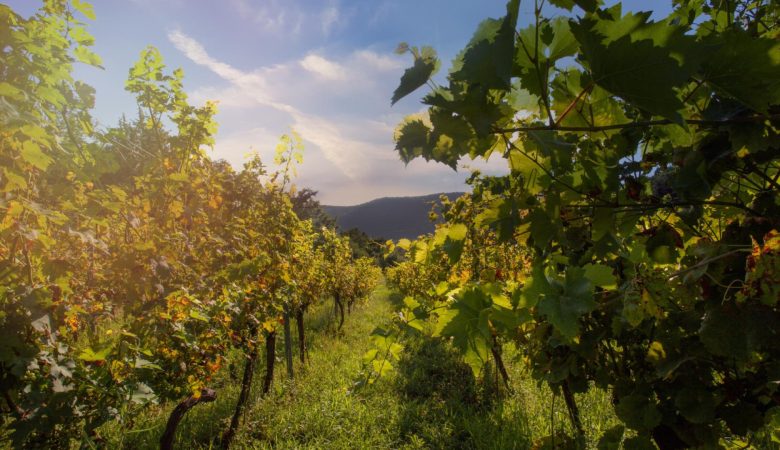 Le Domaine Brocard : un paradis pour les amateurs de vin en Bourgogne